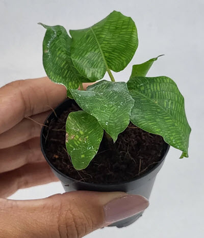 2" Custom Asst: Calathea Network 